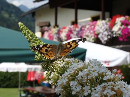 Schmetterlinge im Garten